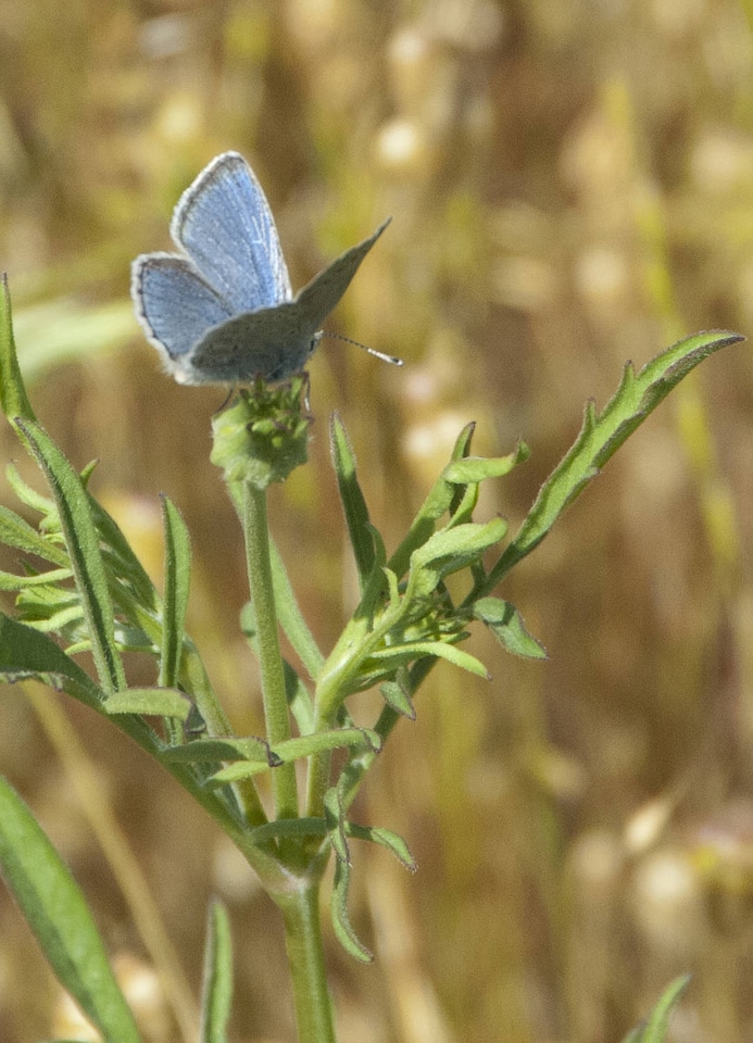 Mission Blue butterfly-3