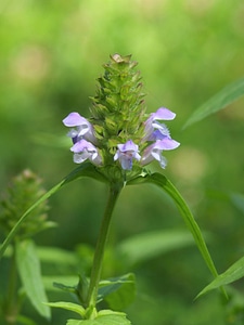 Common Selfheal