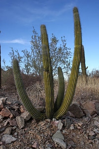 Cactus on the Cabeza Prieta National Wildlife Refuge
