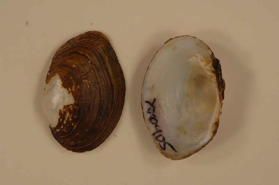 Epioblasma capsaeformis-1
