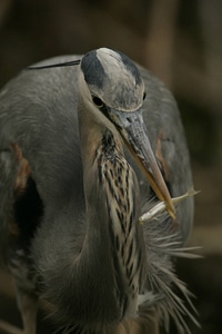 Great Blue Heron with minnow