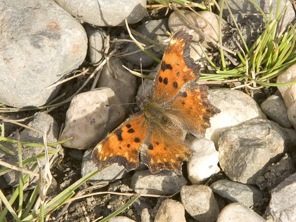 American copper butterfly