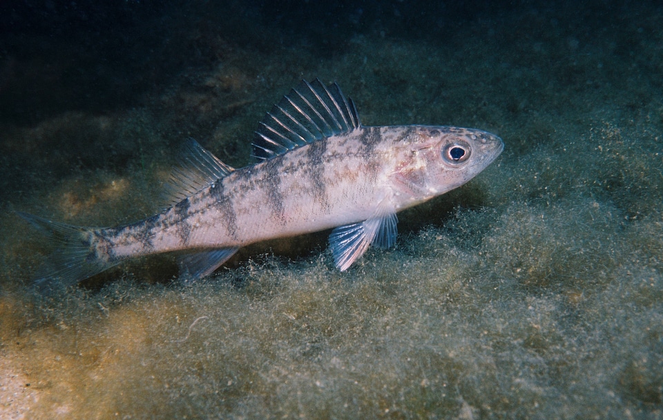 Juvenile yellow perch