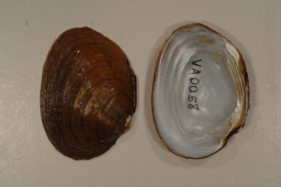 Pleuronaia barnesiana-1