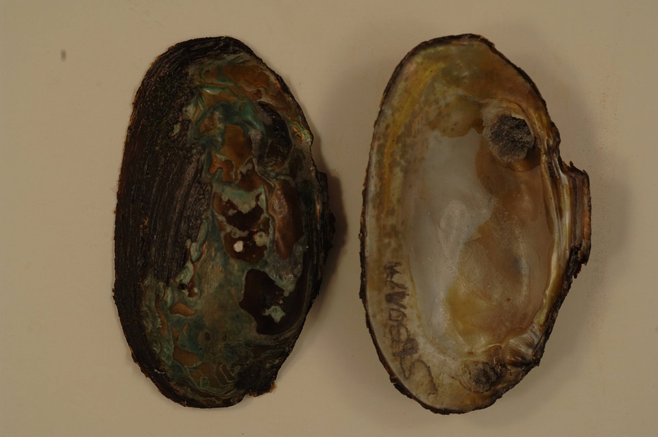 Elliptio complanata-3