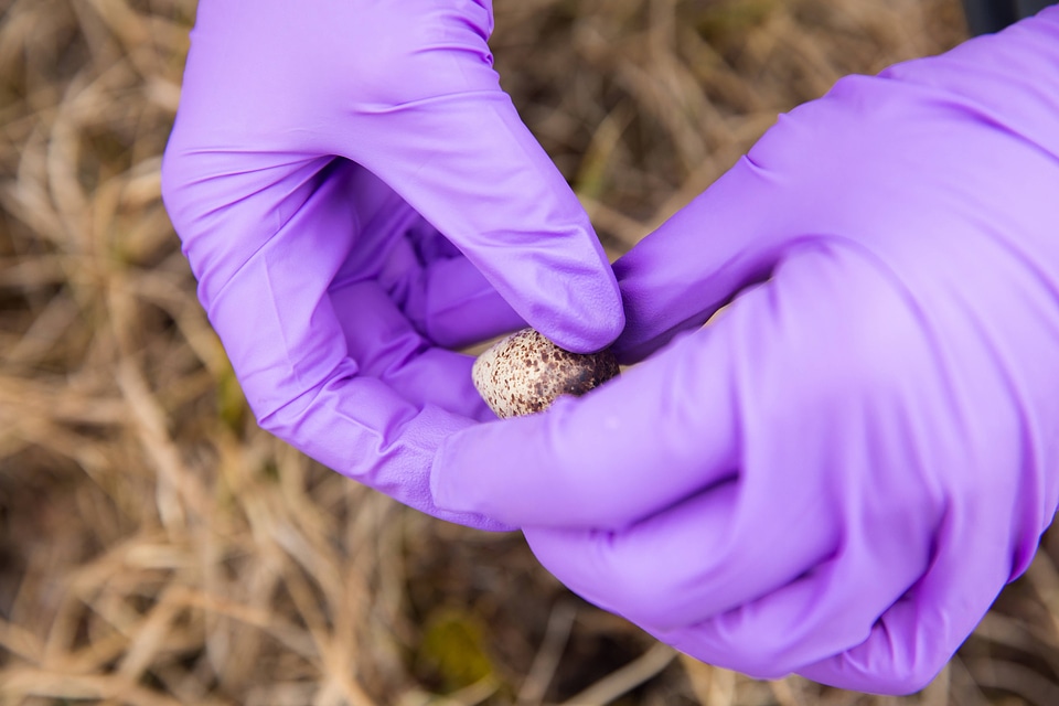 Checking a sandpiper egg for signs of hatch