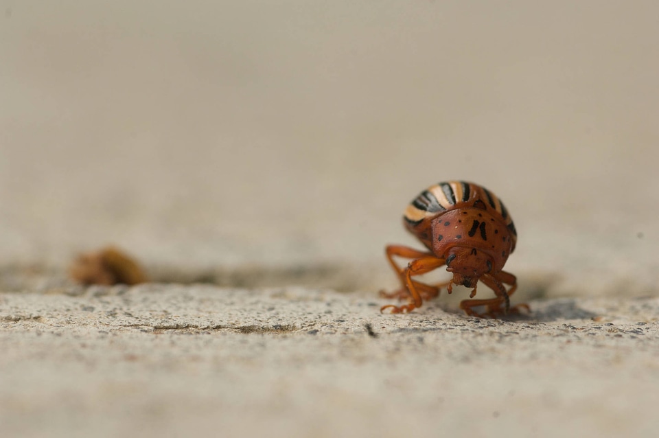 Colorado potato beetle-1