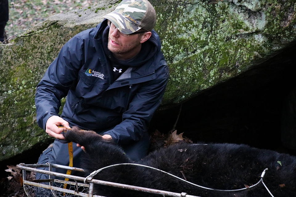Measuring black bear paw-2