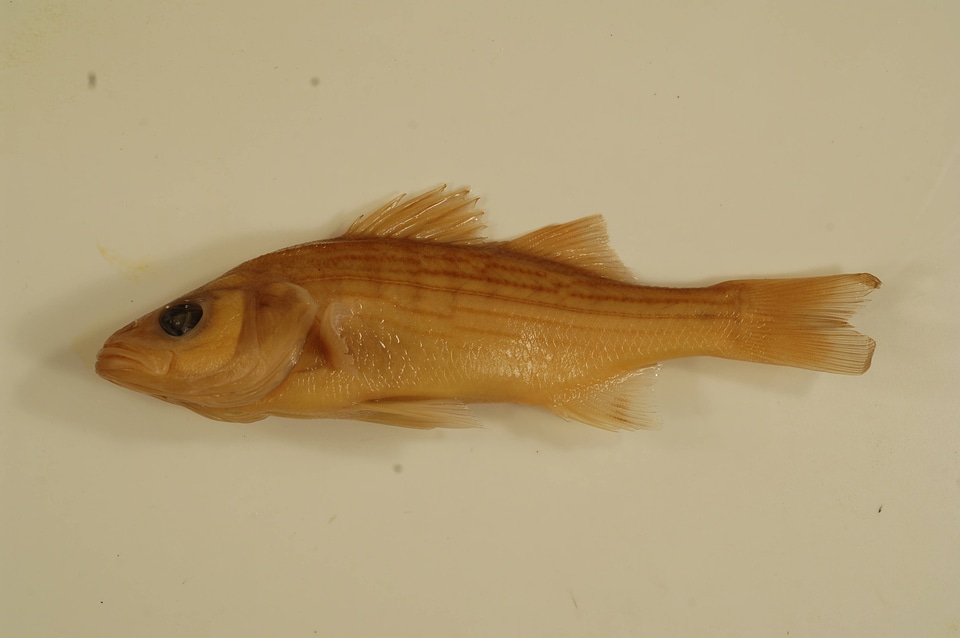 Morone chrysops x saxatilis-1