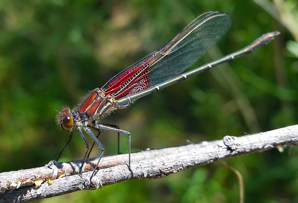 American Ruby Spot Damselfly