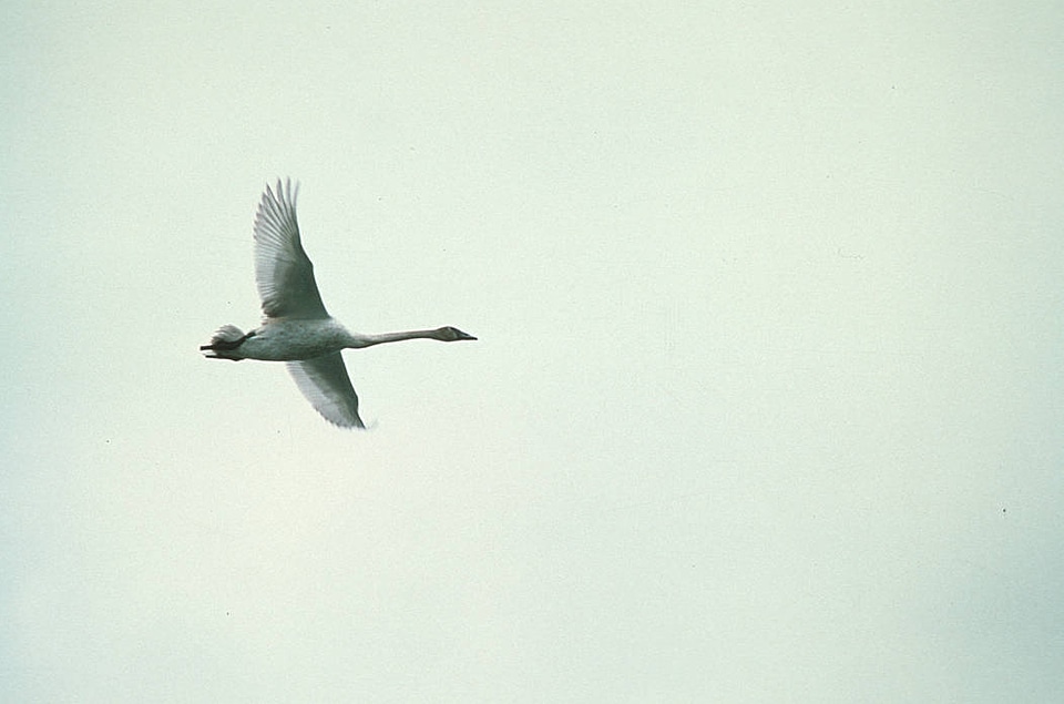 Trumpeter Swan over Martin Lake