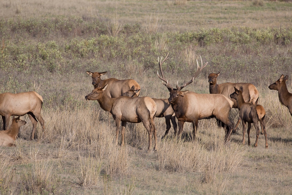 Bull Elk with family group-2