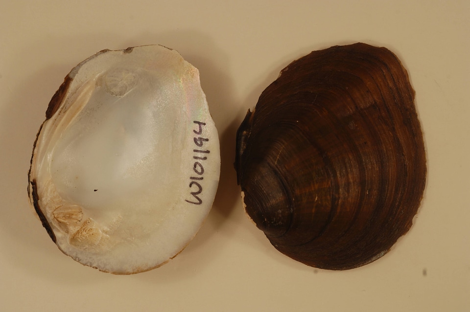 Pleurobema sintoxia-1