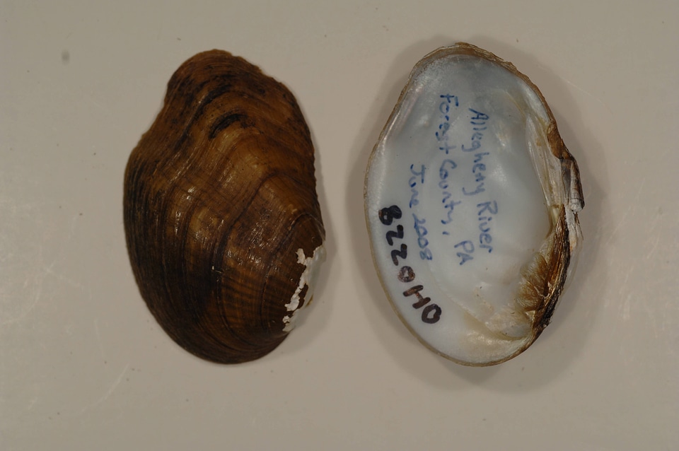 Epioblasma rangiana-1