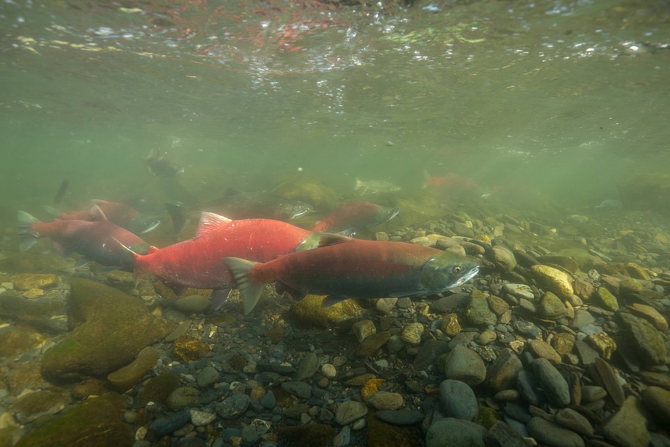  Sockeye Salmon-3