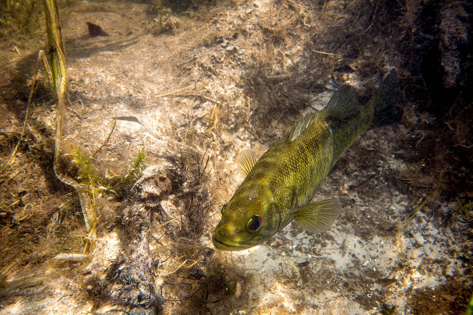 Suwannee bass hides in vegetation