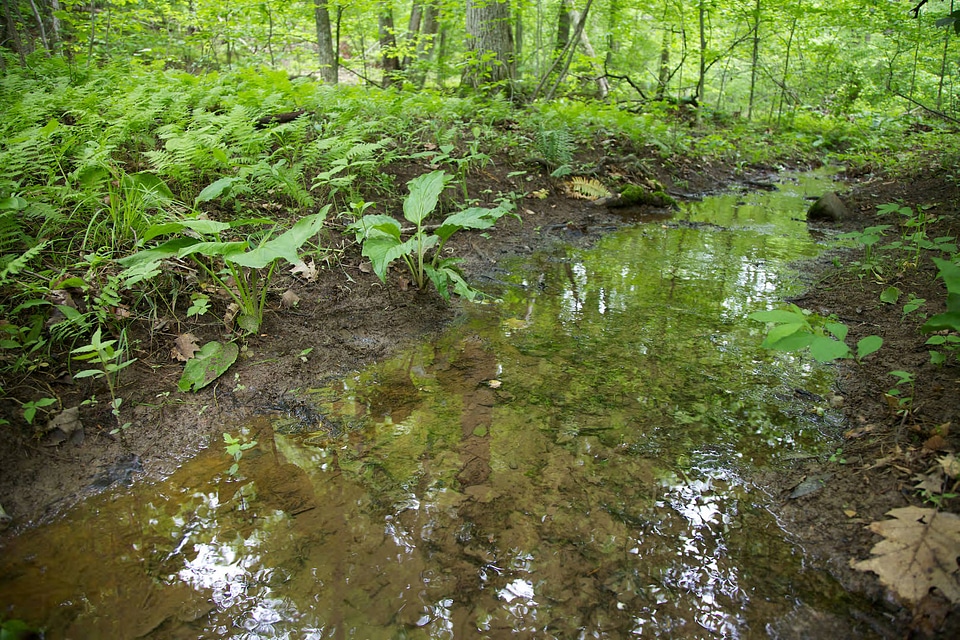 Stream bed in the forest-2