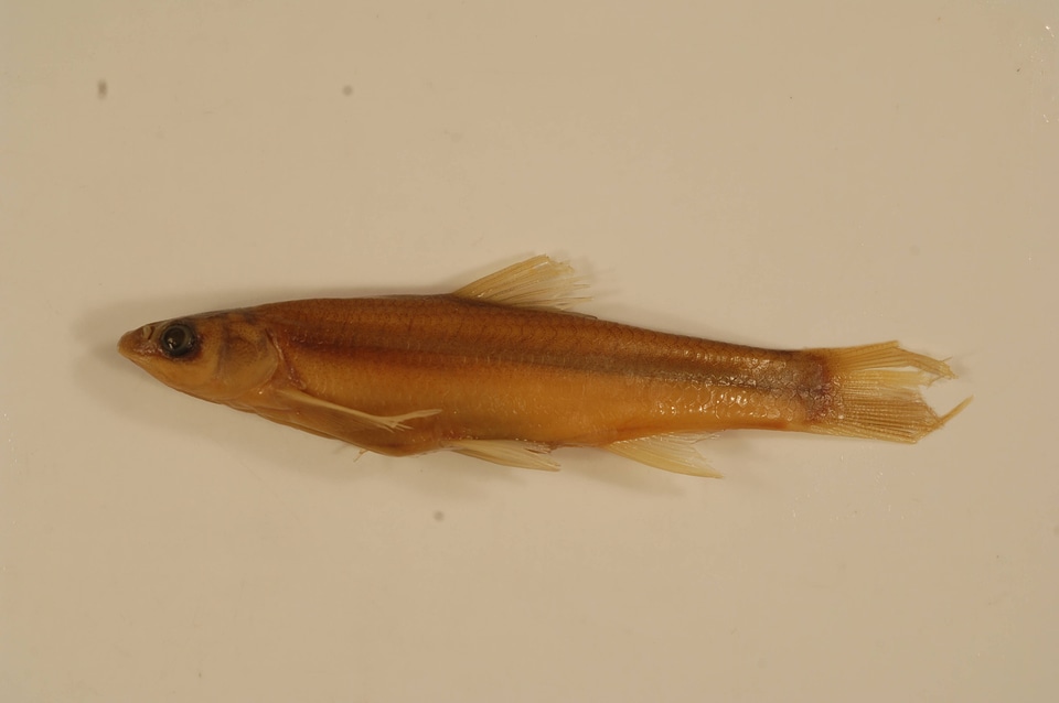 Hybognathus hankinsoni-1