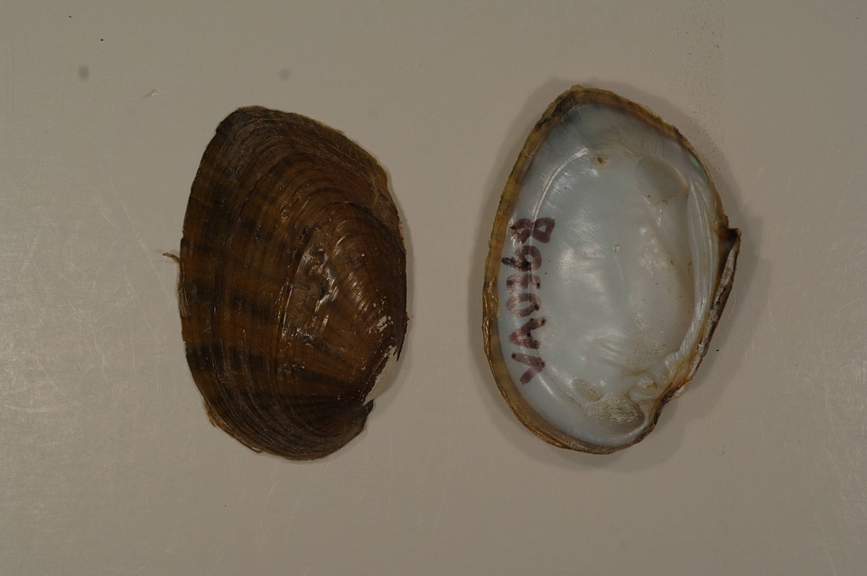 Ortmanniana ligamentina-1