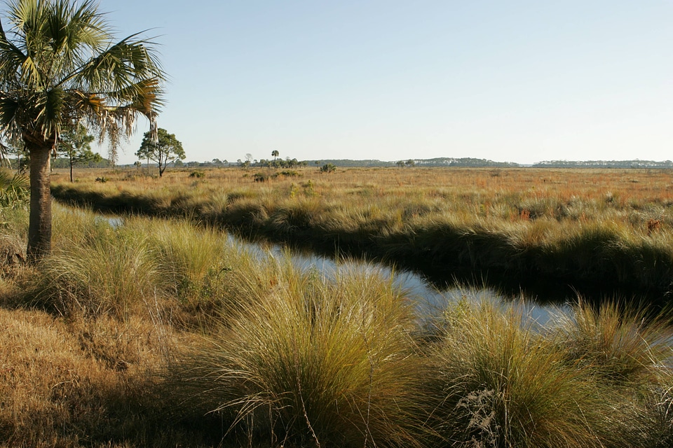 Wetland at St. Marks National Wildlife Refuge