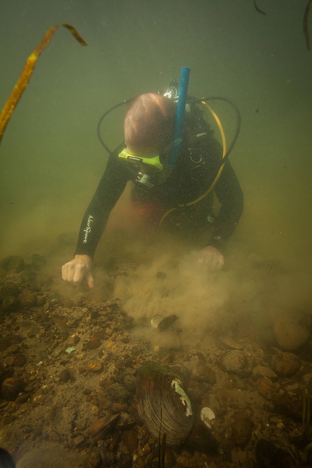 Diver collects freshwater mussels-2