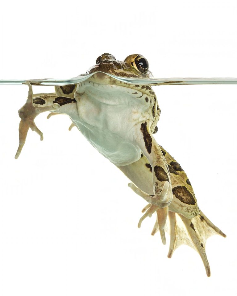 Northern leopard frog-1
