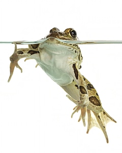 Northern leopard frog-1