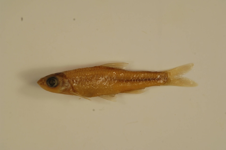 Notropis wickliffi-4