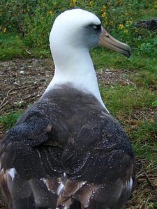 Laysan albatross-2 photo