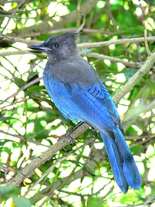 Steller's Jay-1 photo