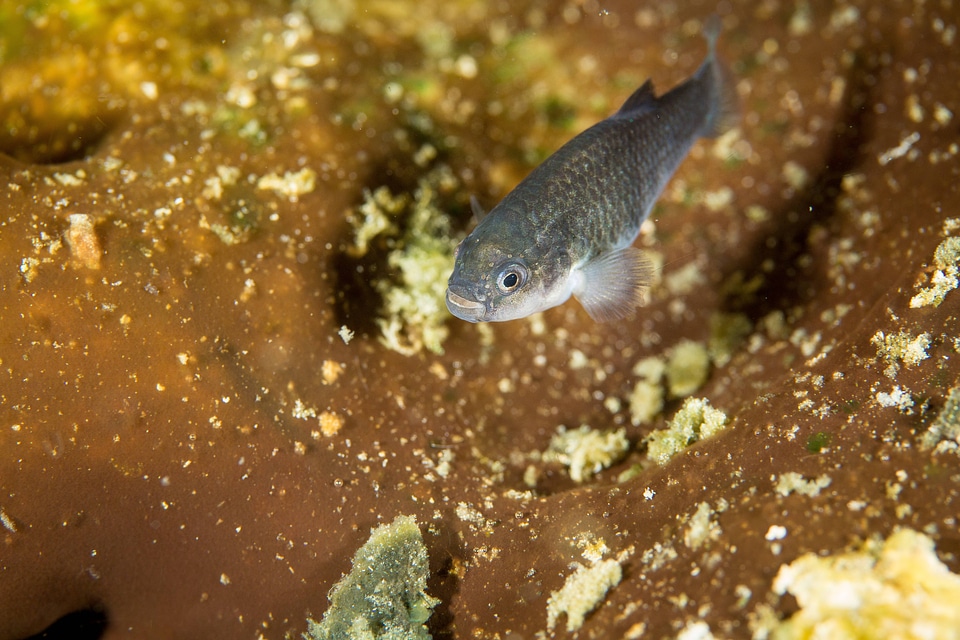 Captive Devils Hole pupfish-1