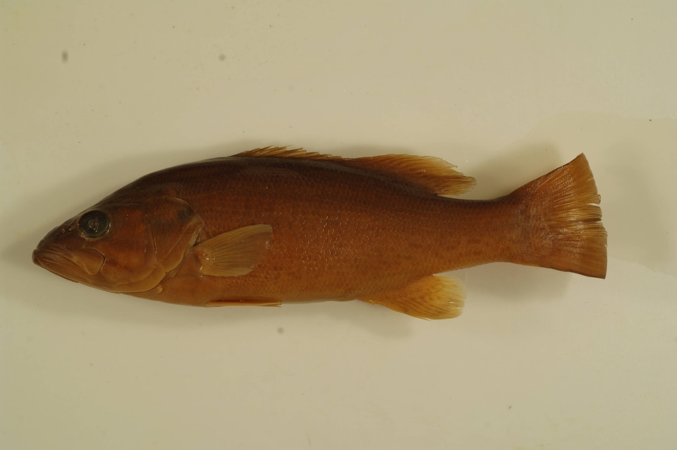 Micropterus dolomieu-1