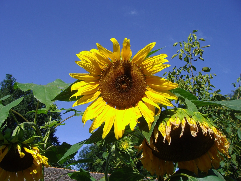 Sunflower sky nature