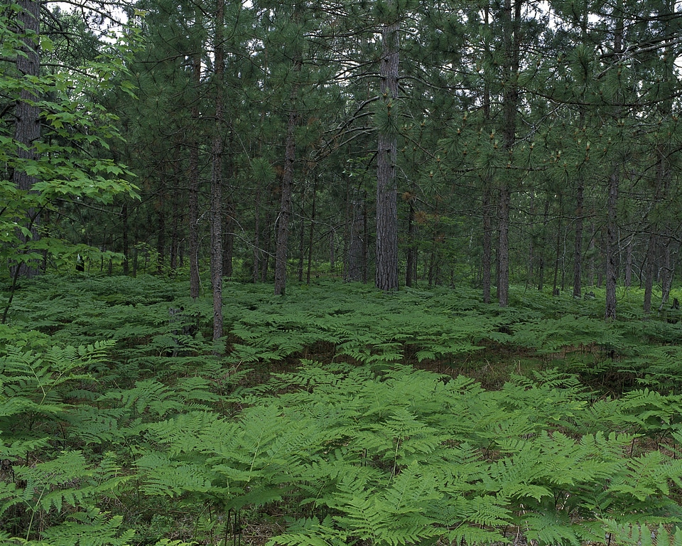 Seney National Wildlife Refuge, Michigan