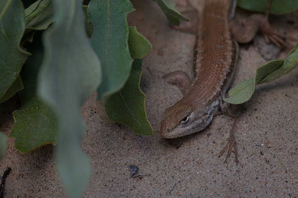 Dunes sagebrush Lizard-1