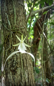Ghost orchid in bloom photo