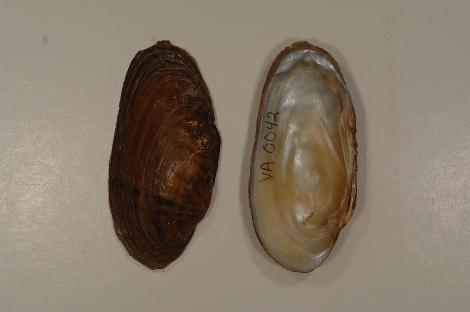 Ptychobranchus subtentus-1