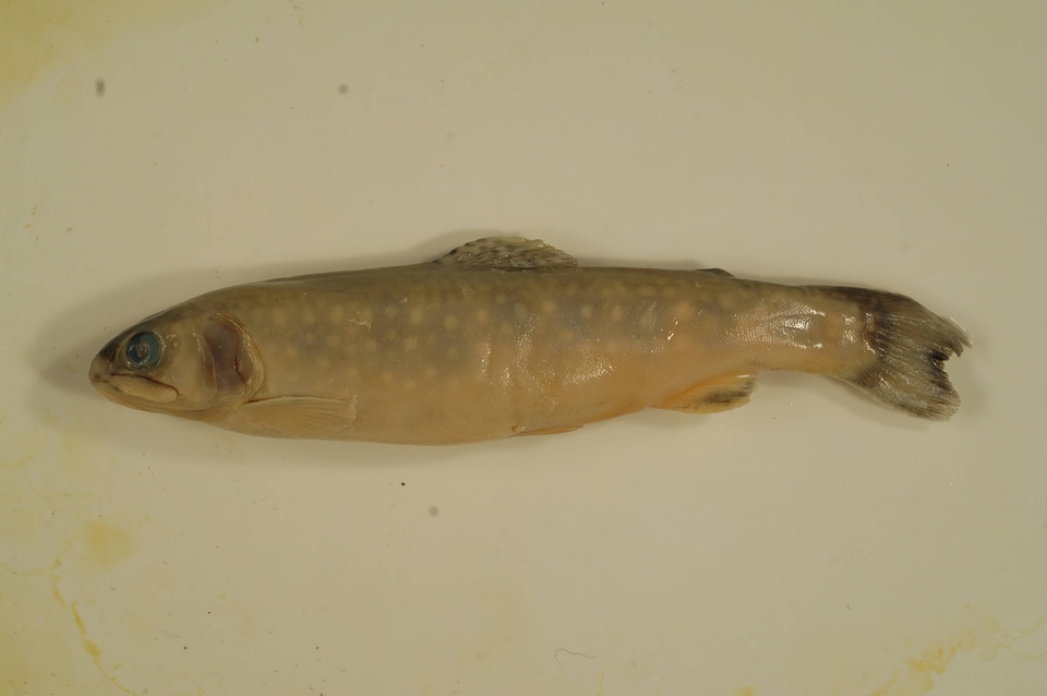 Salvelinus fontinalis-4