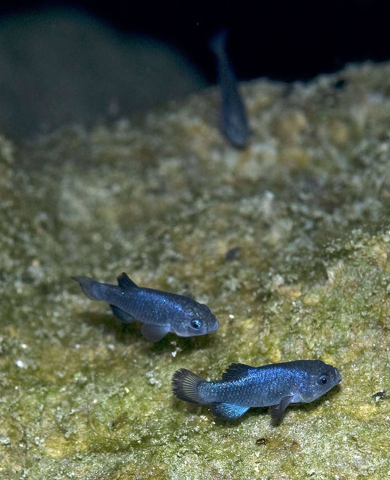 Devils Hole pupfish-1