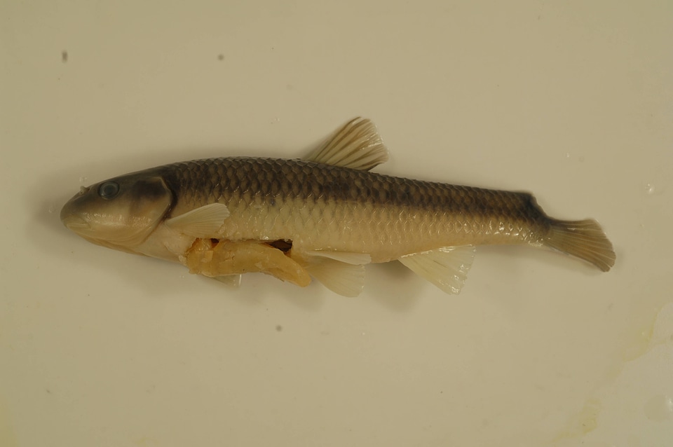 Nocomis micropogon-2