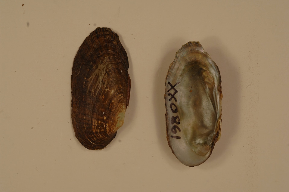 Medionidus conradicus-2