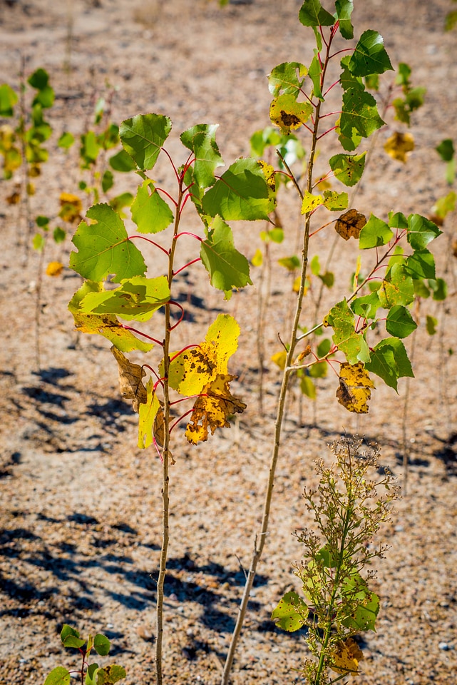 Young cottonwood seedlings along banks of Missouri River-2