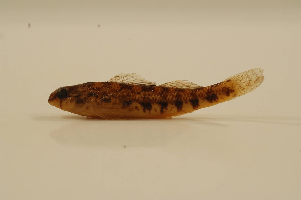 Etheostoma coosae
