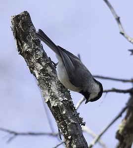 Carolina Chickadee