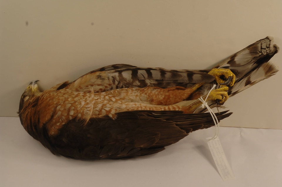 Accipiter cooperii-1