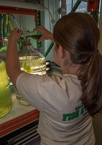 Worker mixes algae in jar-1