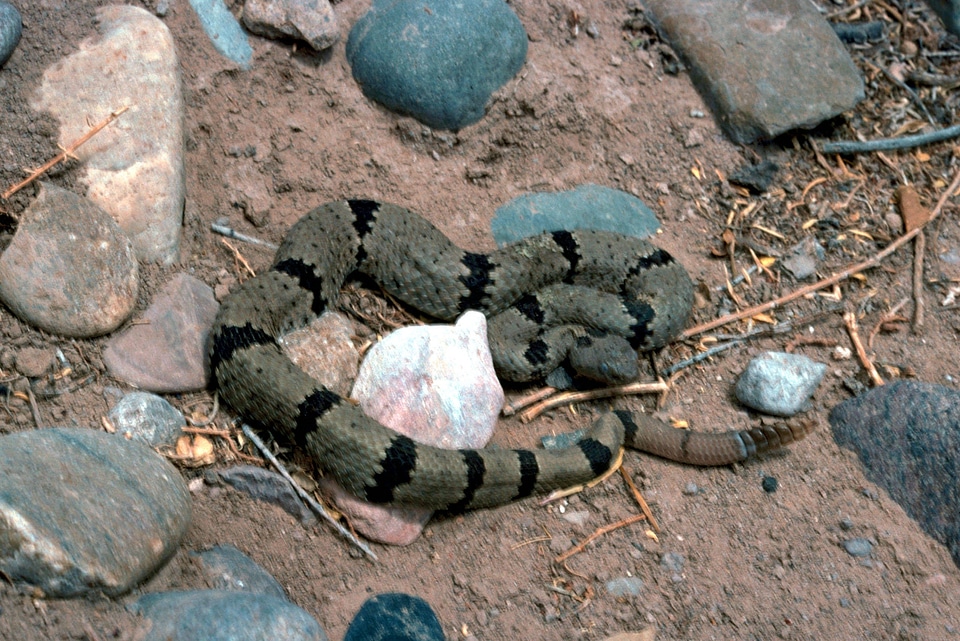 Banded Rock Rattlesnake