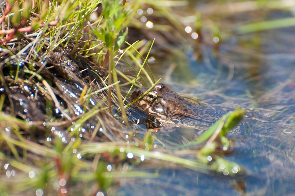 Mountain yellow-legged frog-2
