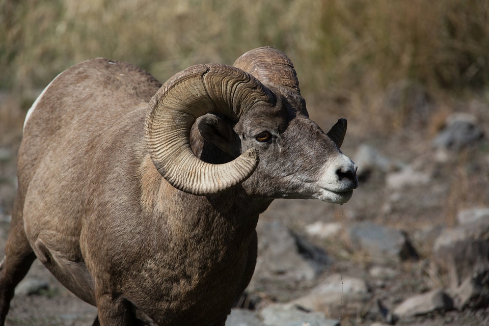 Rocky Mountain Bighorn sheep close-up-2