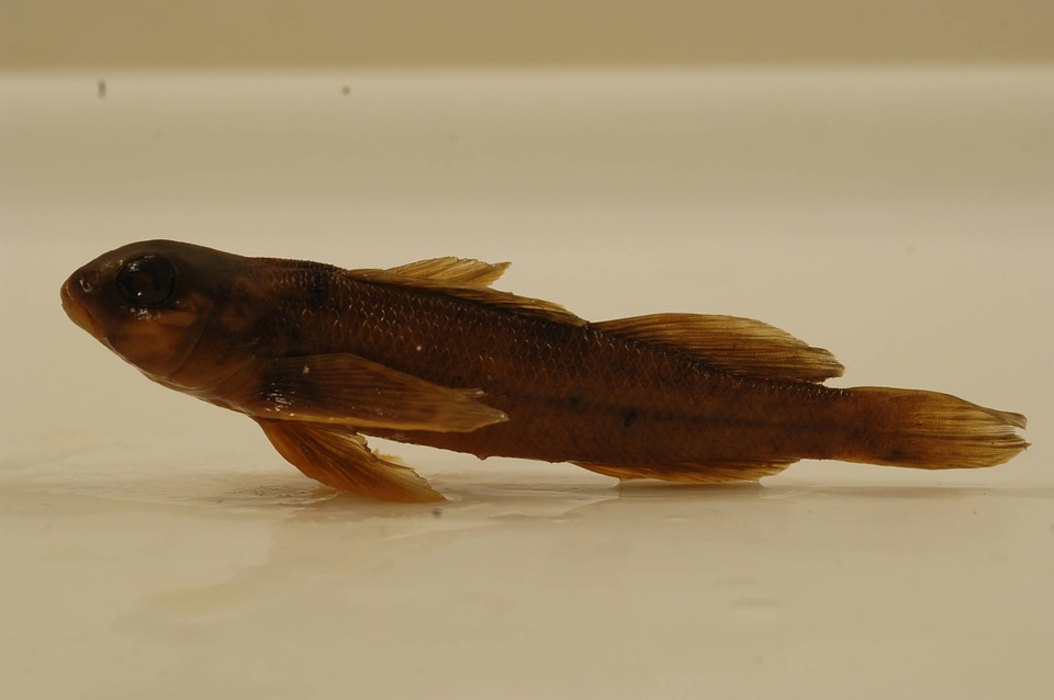 Etheostoma variatum-7